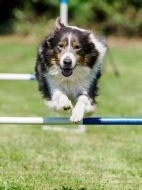 GKroemer 5 Huerdenhund 2